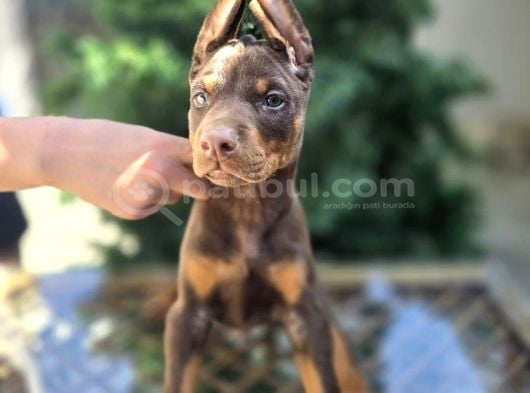 Kızıl Erkek Doberman King Yavrumuz sizlerle