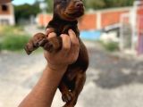 Elite Kan Hattı Safkan Belçika Malinois Yavrular