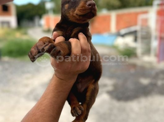 Elite Kan Hattı Safkan Belçika Malinois Yavrular görsel