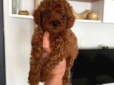 Red Brown Toy Poodle Yavrum