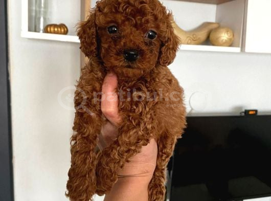 Red Brown Toy Poodle Yavrum görsel