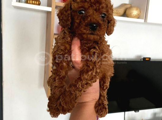 Red Brown Toy Poodle Yavrum görsel