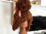 Red brown Toy Poodle Yavrum