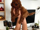 Red Brown Toy Poodle Yavrum
