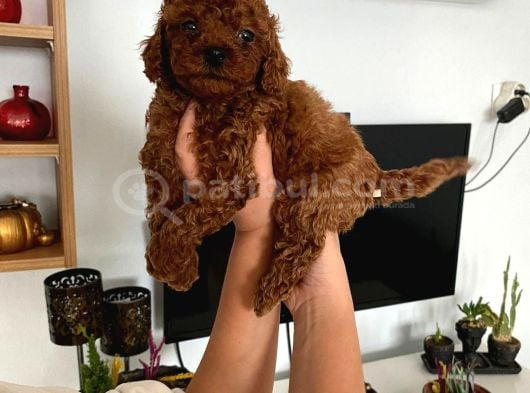 Red Brown Toy Poodle Yavrum görsel