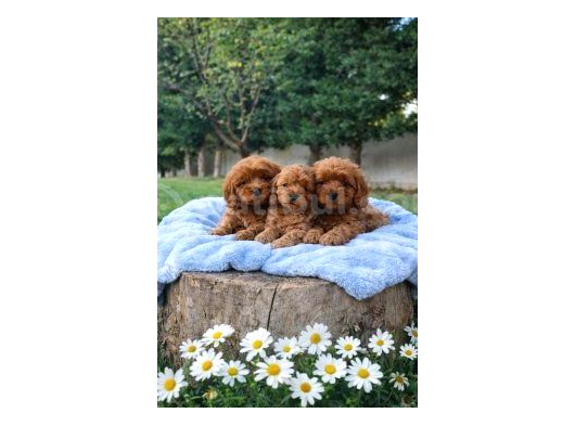 Bal Kaymak Cockapoo Yavrular görsel