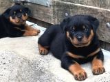 Hayali̇ni̇zdeki̇ Rottweiler Yavrusu Si̇zi̇ Bekli̇yor