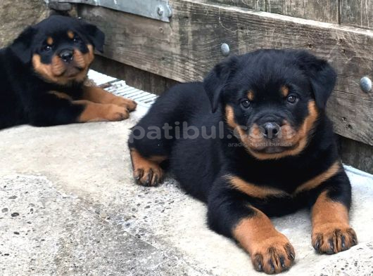 Hayali̇ni̇zdeki̇ Rottweiler Yavrusu Si̇zi̇ Bekli̇yor görsel