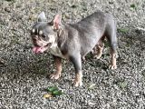 Exoti̇c French Bulldog Erkek Ve Di̇şi̇ler