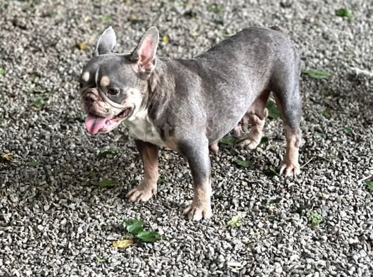 Exoti̇c French Bulldog Erkek Ve Di̇şi̇ler görsel