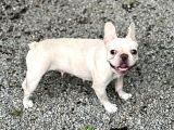 Exoti̇c French Bulldog Erkek Ve Di̇şi̇ler