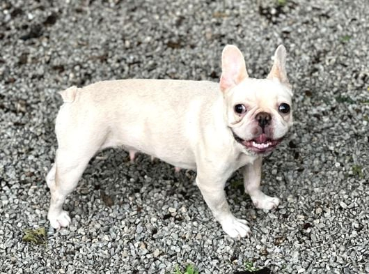 EXOTİC FRENCH BULLDOG ERKEK VE DİŞİLER