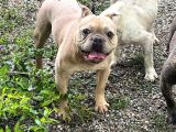 Exoti̇c French Bulldog Erkek Ve Di̇şi̇ler