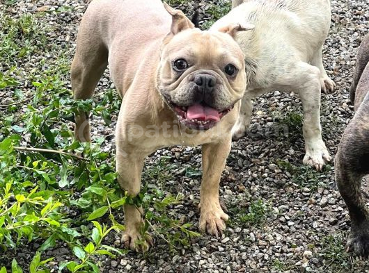 Exoti̇c French Bulldog Erkek Ve Di̇şi̇ler görsel
