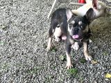 Exoti̇c French Bulldog Erkek Ve Di̇şi̇ler