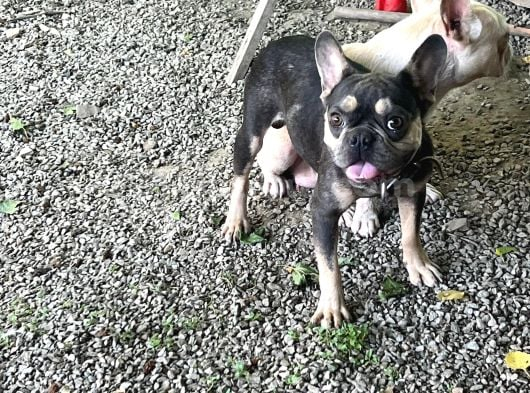 Exoti̇c French Bulldog Erkek Ve Di̇şi̇ler görsel