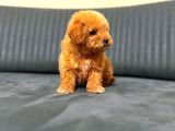 Sevimli Maltipoo Yavrumuz Yeni Yuvasını Arıyor Çok Oyunc