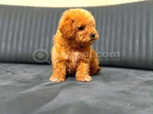 Sevimli Maltipoo Yavrumuz Yeni Yuvasını Arıyor Çok Oyunc görsel