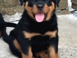 Hayali̇ni̇zdeki̇ Rottweiler Yavrusu Si̇zi̇ Bekli̇yor