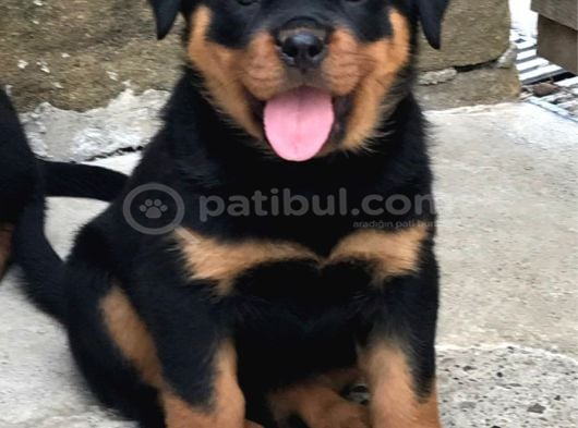 HAYALİNİZDEKİ ROTTWEILER YAVRUSU SİZİ BEKLİYOR