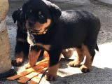 Hayali̇ni̇zdeki̇ Rottweiler Yavrusu Si̇zi̇ Bekli̇yor