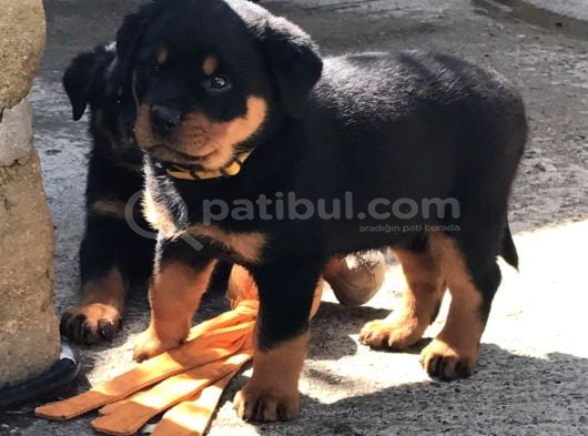 Hayali̇ni̇zdeki̇ Rottweiler Yavrusu Si̇zi̇ Bekli̇yor görsel