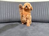 Sevimli Maltipoo Yavrumuz Yeni Yuvasını Arıyor Çok Oyunc