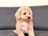 Sevimli Maltipoo Yavrumuz Yeni Yuvasını Arıyor Çok Oyunc