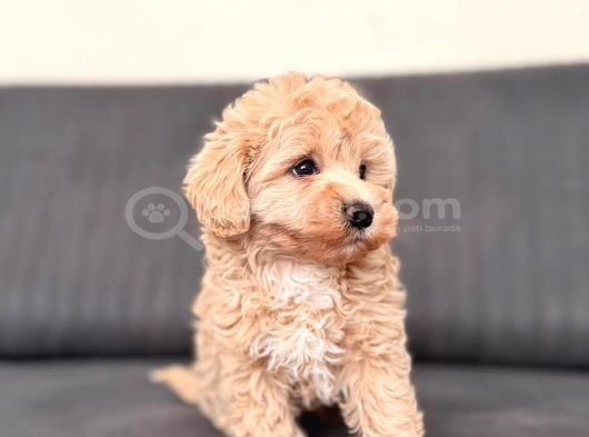 Sevimli Maltipoo Yavrumuz Yeni Yuvasını Arıyor Çok Oyunc görsel