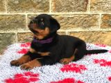 Hayali̇ni̇zdeki̇ Rottweiler Yavrusu Si̇zi̇ Bekli̇yor