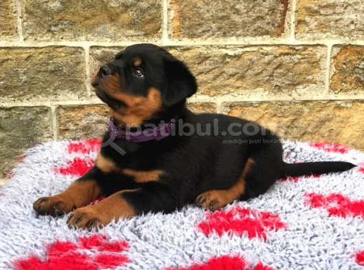 Hayali̇ni̇zdeki̇ Rottweiler Yavrusu Si̇zi̇ Bekli̇yor görsel