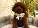 Toy Poodle Sevi̇mli̇ Yavrular Ev Üreti̇mi̇