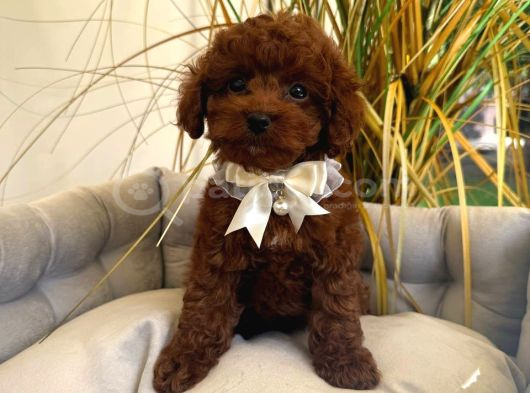 Toy Poodle Sevi̇mli̇ Yavrular Ev Üreti̇mi̇ görsel