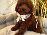 Toy Poodle Sevi̇mli̇ Yavrular Ev Üreti̇mi̇