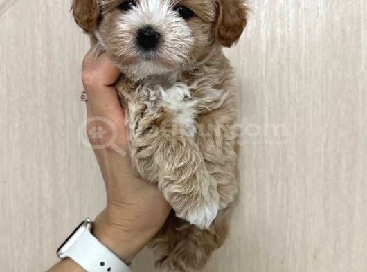 MALTİPOO CİNSİ YAVRULAR EV ÜRETİMİ