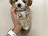 Malti̇poo Ci̇nsi̇ Yavrular Ev Üreti̇mi̇