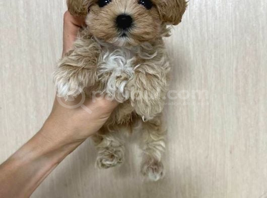 Malti̇poo Ci̇nsi̇ Yavrular Ev Üreti̇mi̇ görsel