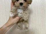 Malti̇poo Ci̇nsi̇ Yavrular Ev Üreti̇mi̇