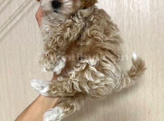 Malti̇poo Ci̇nsi̇ Yavrular Ev Üreti̇mi̇ görsel