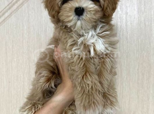 Malti̇poo Ci̇nsi̇ Yavrular Ev Üreti̇mi̇ görsel