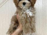 Malti̇poo Ci̇nsi̇ Yavrular Ev Üreti̇mi̇