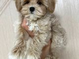 Malti̇poo Ci̇nsi̇ Yavrular Ev Üreti̇mi̇