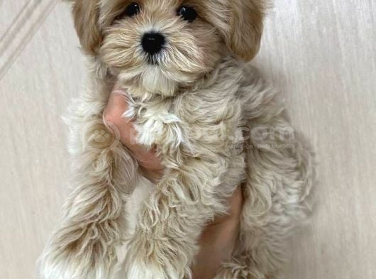 MALTİPOO CİNSİ YAVRULAR EV ÜRETİMİ