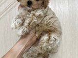 Malti̇poo Ci̇nsi̇ Yavrular Ev Üreti̇mi̇