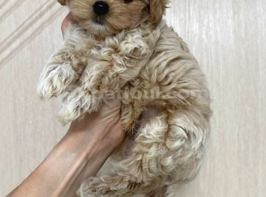 Malti̇poo Ci̇nsi̇ Yavrular Ev Üreti̇mi̇ görsel