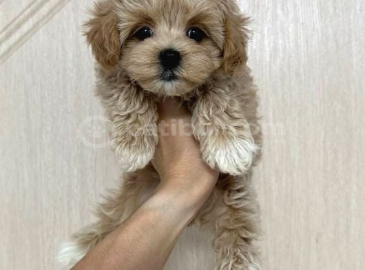 MALTİPOO CİNSİ YAVRULAR EV ÜRETİMİ