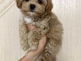 Malti̇poo Ci̇nsi̇ Yavrular Ev Üreti̇mi̇