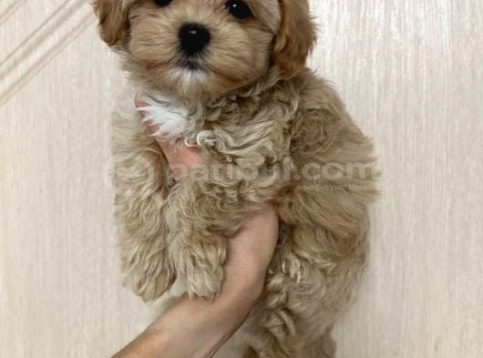 Malti̇poo Ci̇nsi̇ Yavrular Ev Üreti̇mi̇ görsel