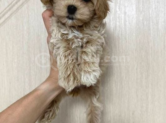 Malti̇poo Ci̇nsi̇ Yavrular Ev Üreti̇mi̇ görsel