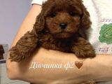 Toy Poodle Sevi̇mli̇ Yavrular Ev Üreti̇mi̇